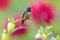 Hummingbird from Colombia  in bloom flower, Colombia, wildlife from tropic jungle. Wildlife scene from nature. Hummingbird with