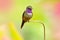 Hummingbird from Colombia  in bloom flower, Colombia, wildlife from tropic jungle. Wildlife scene from nature. Hummingbird with