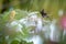 Hummingbird Copper-rumped Hummingbird sitting on branch and stretching its wings, bird from caribean tropical forest