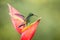 Hummingbird Copper-rumped Hummingbird sitting and drinking nectar from its favourite red flower. Cute tiny bird perching