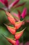 Hummingbird Copper-rumped Hummingbird sitting and drinking nectar from its favourite red flower. Cute tiny bird perching on big