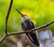 hummingbird in Costa Rica cloud forest