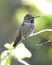 Hummingbird,costas female on branch,arizona,usa