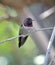 Hummingbird,costas male on branch,phoenix,arizona,