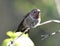 Hummingbird,costas male on branch,phoenix,arizona,