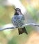 Hummingbird,costas male on branch,phoenix,arizona,