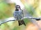 Hummingbird,costas male on branch,phoenix,arizona,