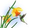 Hummingbird with Daffodils - with clipping path