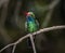 Hummingbird on dark background