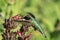 Hummingbird drinking from flower