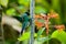 Hummingbird drinking nectar