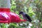 Hummingbird Drinks at Feeder