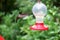 Hummingbird eating and flying in suspension in Costa Rica garden