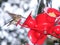 Hummingbird Eating from a Red Feeder