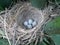 Hummingbird eggs in a nest