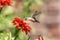 Hummingbird enjoying a beautiful flower