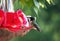 Hummingbird on Feeder