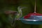 Hummingbird with feeder. Heliconia red flower with green hummingbird, La Paz Waterfall Garden, Volcan Poas NP in Costa Rica.