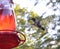 Hummingbird Feeding