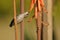 Hummingbird Feeding at the Aloe Vera Flower