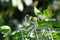 Hummingbird Feeding From Flower of Bean Vine