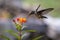 Hummingbird feeding on a milk weed blossom