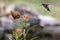 Hummingbird feeding on a milk weed blossom