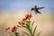 Hummingbird feeding on a milk weed blossom