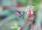 Hummingbird Feeding on Nectar