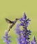 Hummingbird feeding nectar from a purple Salvia flower