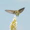 Hummingbird feeding on white Buddleia
