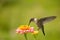 Hummingbird feeding on Zinnia flower