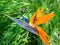 Hummingbird feeds on nectar from a Bird of Paradise flower