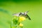 Hummingbird feeds from wild flower on green background