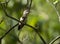 Hummingbird female perches on a small limb.