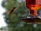 Hummingbird flies with a Honeybee near a backyard feeder