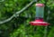 A hummingbird flies to the awaiting nectar pool.