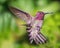 Hummingbird in Flight, Color Image, Day