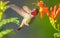 Hummingbird in Flight and Flower