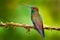 Hummingbird in flight, green forest nature habitat, White-tailed Hillstar, Urochroa bougueri, Montezuma, Colombia