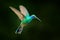 Hummingbird flight. Green Violet-ear, Colibri thalassinus, flying in the nature tropical wood habitat, red flower, Tapanti NP, Cos