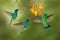 Hummingbird flight. Green Violet-ear, flock group shine birds. Colibri thalassinus, flying in the nature tropical wood habitat,
