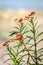 Hummingbird in Flight Near the Milkweed Blooms