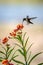 Hummingbird in Flight Near the Milkweed Blooms
