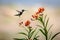 Hummingbird in Flight Near the Milkweed Blooms