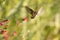 Hummingbird in Flight near Salvia