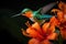 Hummingbird in flight with orange flower in the background, Colombia, Hummingbird Long-tailed Sylph, Aglaiocercus kingi with