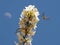 Hummingbird in flight seeking nectar from white wildflower blossoms