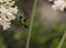 Hummingbird in flower