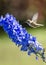 Hummingbird on flower